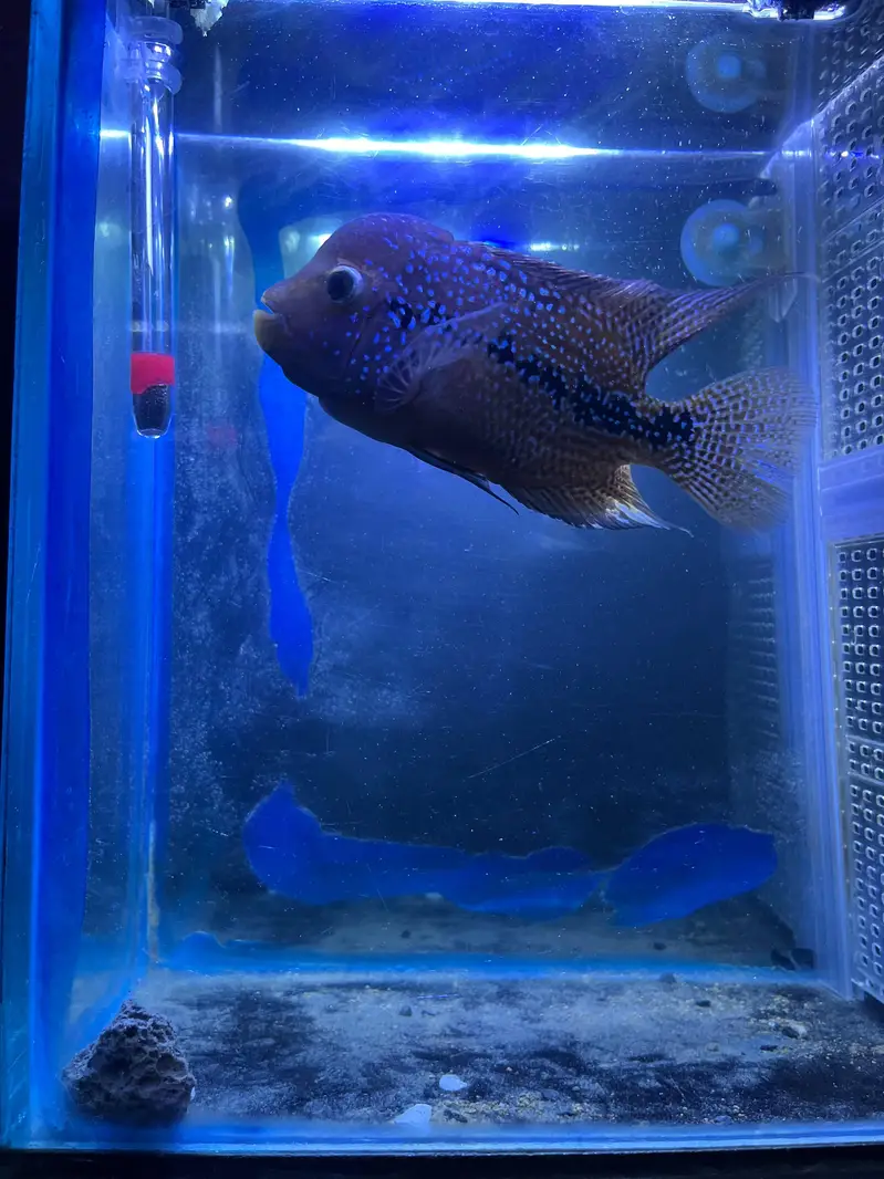 Flower horn| Parrot Fish | Cichlids | Fishes | Pet — photo 6