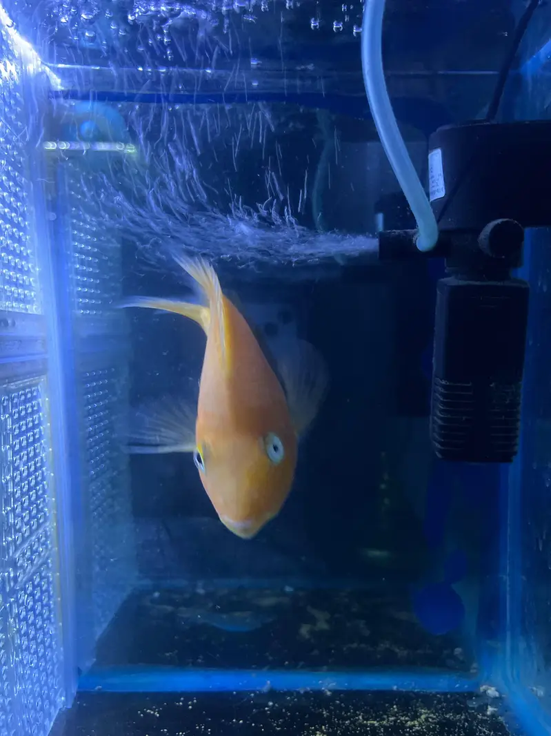 Flower horn| Parrot Fish | Cichlids | Fishes | Pet — photo 7