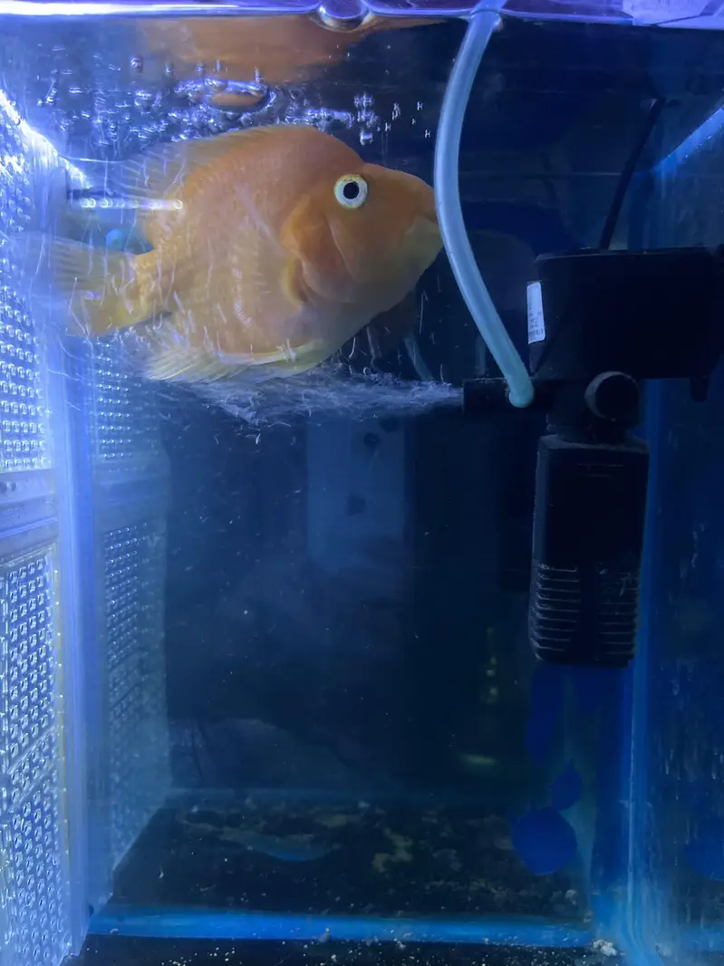 Flower horn| Parrot Fish | Cichlids | Fishes | Pet — photo 8