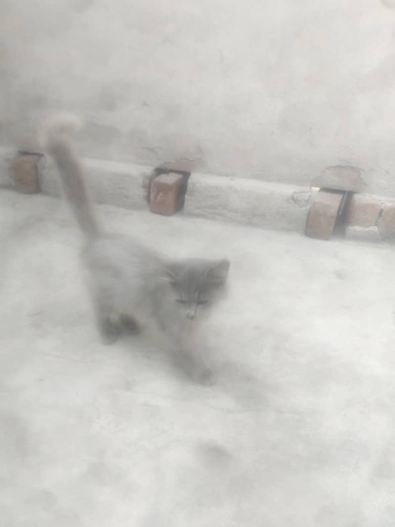 Cate. . 0