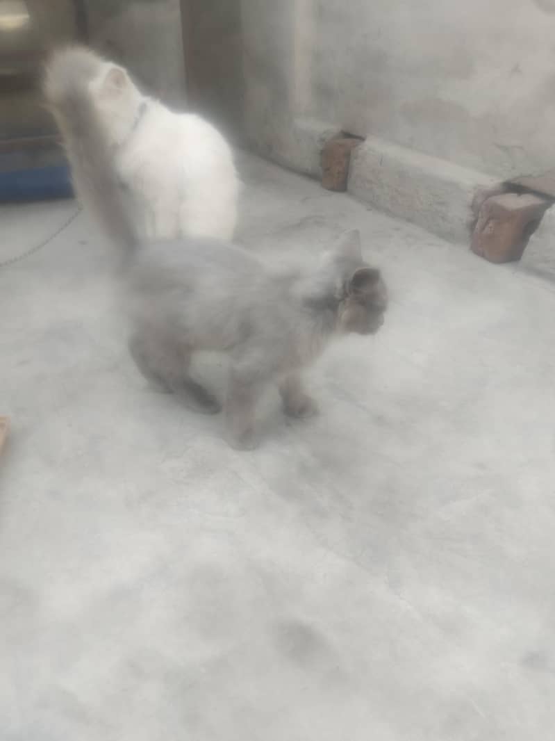 Cate. . 1