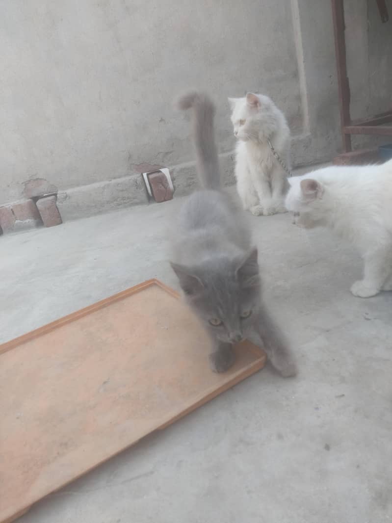 Cate. . 2