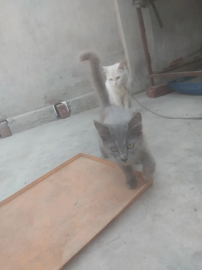 Cate. . — photo 4