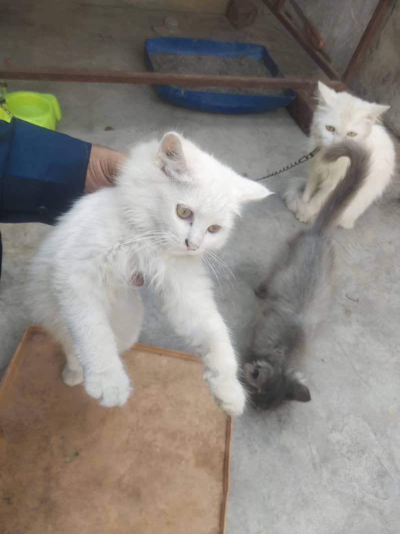 Cate. . 5