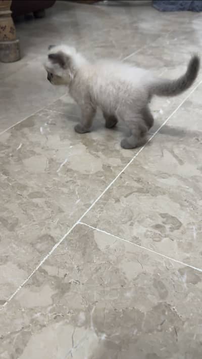 Beautiful birman cat