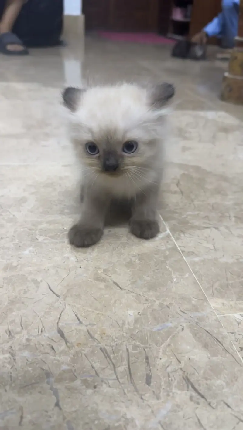 Beautiful birman cat — photo 2