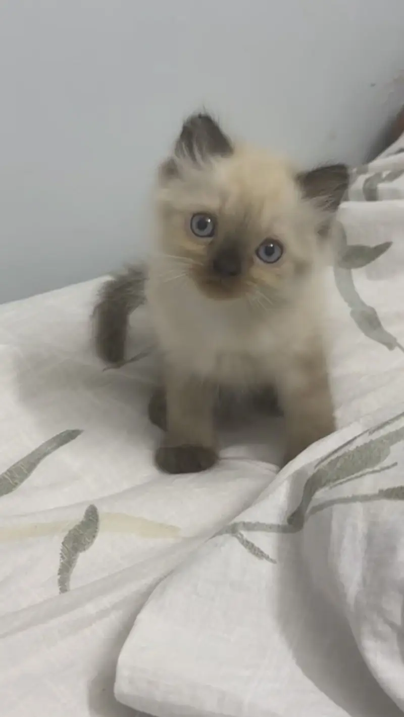 Beautiful birman cat — photo 3