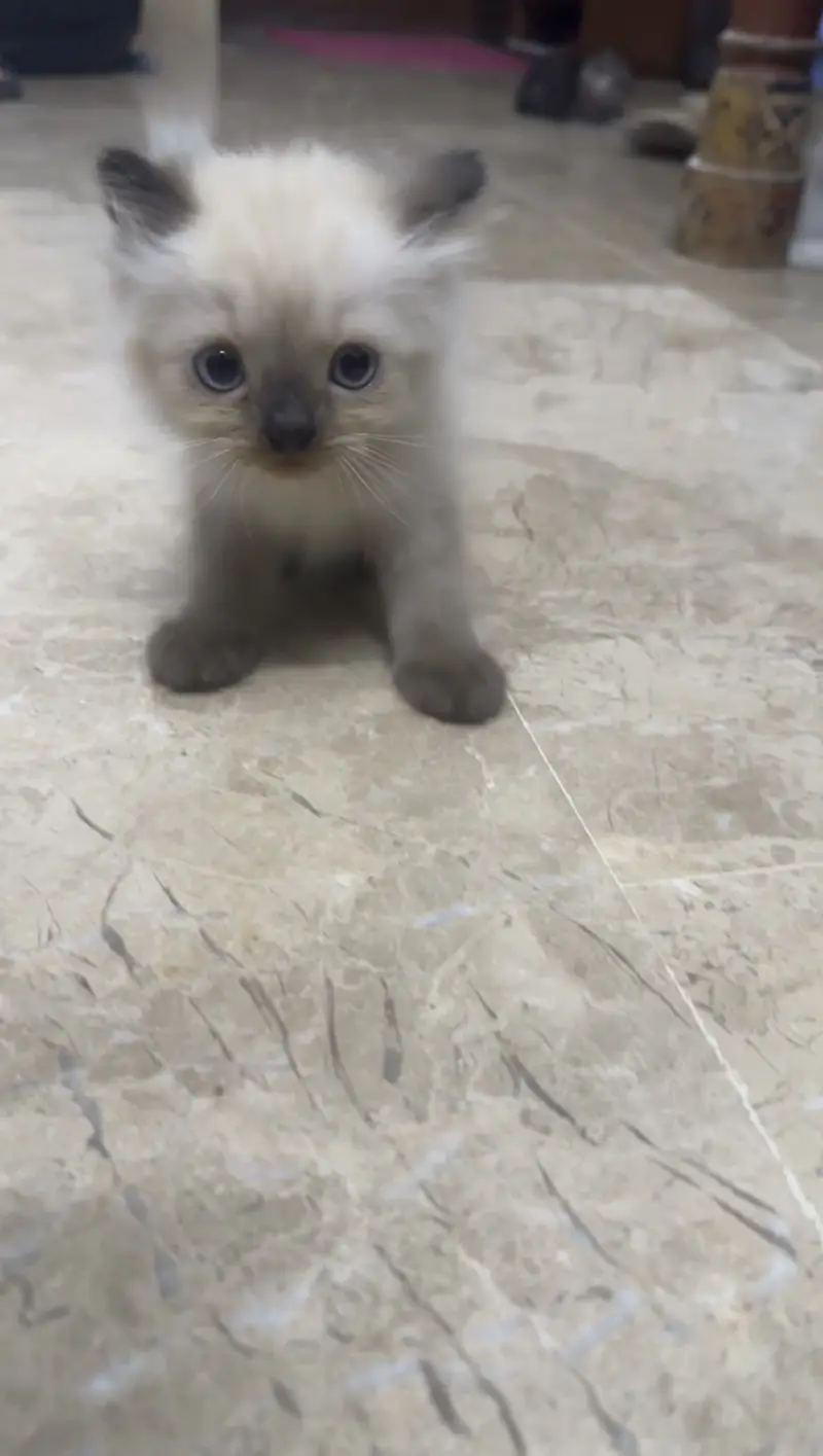 Beautiful birman cat — photo 4