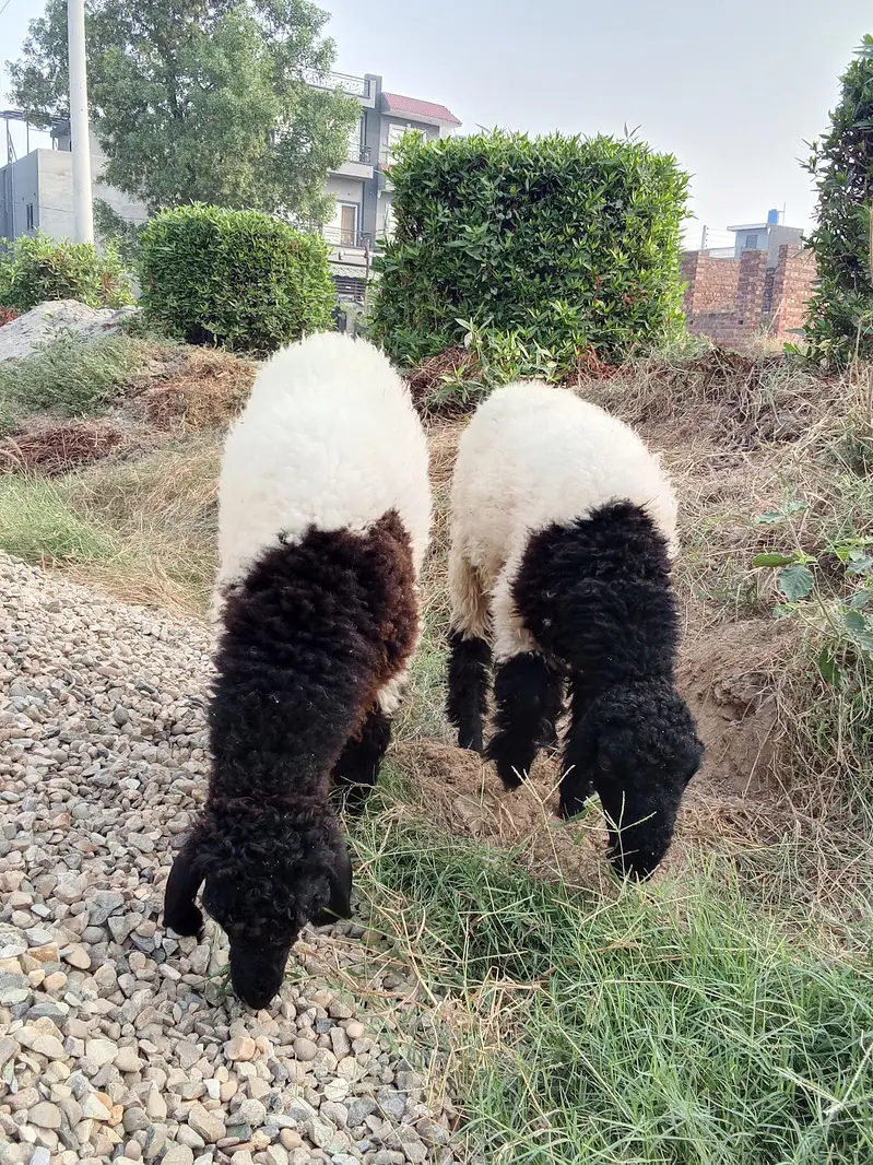 8 Months Mundara Nasal Male Chatary Jori for Sale — photo 2