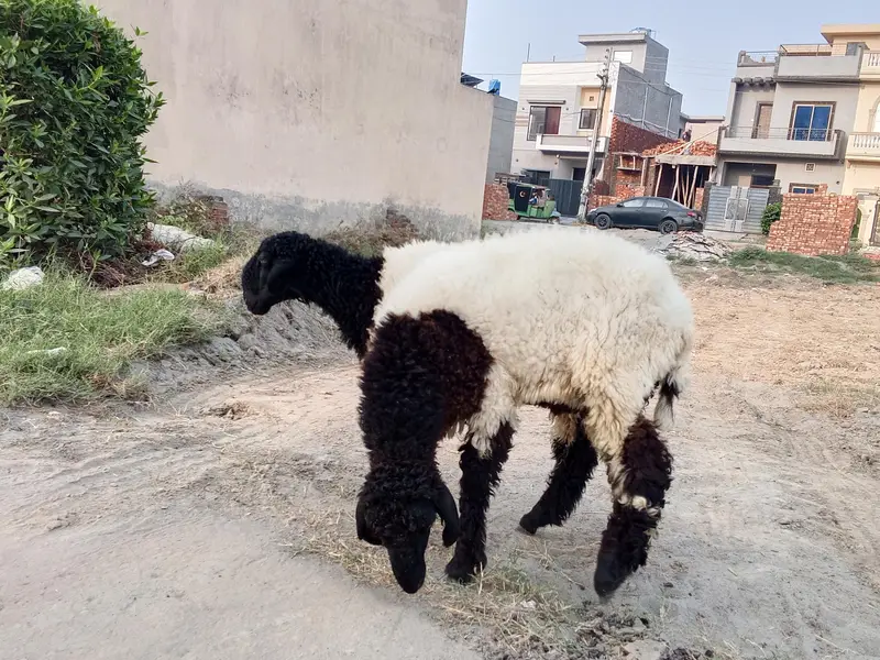 8 Months Mundara Nasal Male Chatary Jori for Sale — photo 3