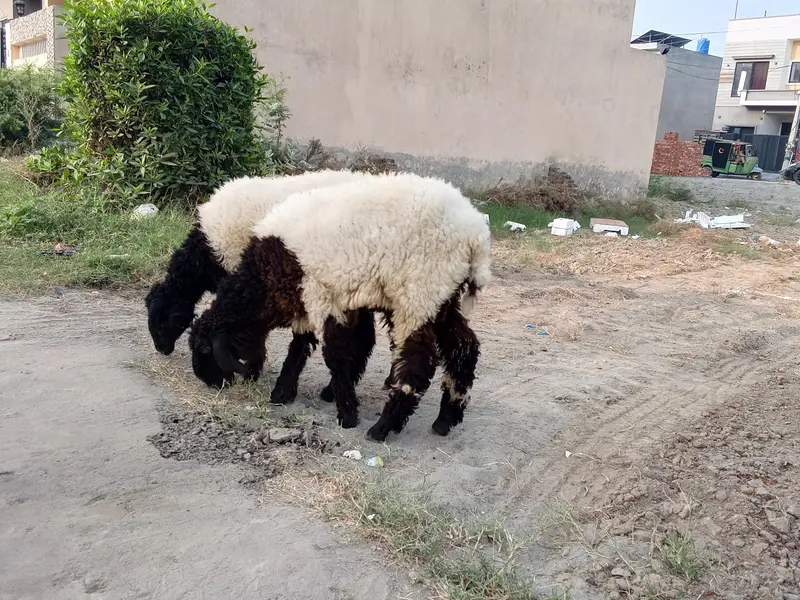 8 Months Mundara Nasal Male Chatary Jori for Sale — photo 4
