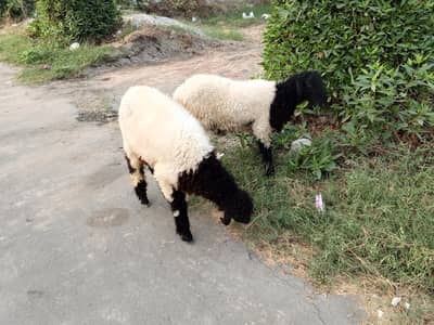 8 Months Mundara Nasal Male Chatary Jori for Sale