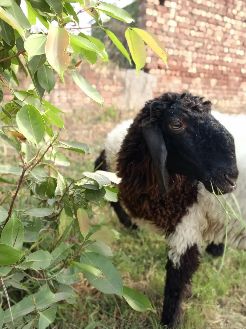 8 Months Mundara Nasal Male Chatary Jori for Sale — photo 5
