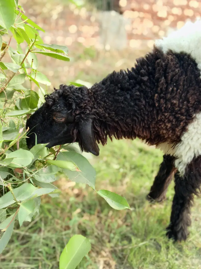 8 Months Mundara Nasal Male Chatary Jori for Sale — photo 6