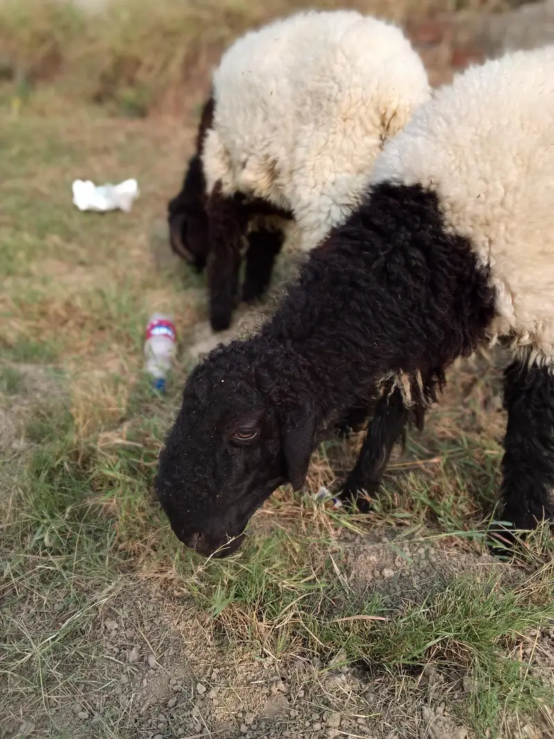 8 Months Mundara Nasal Male Chatary Jori for Sale — photo 7