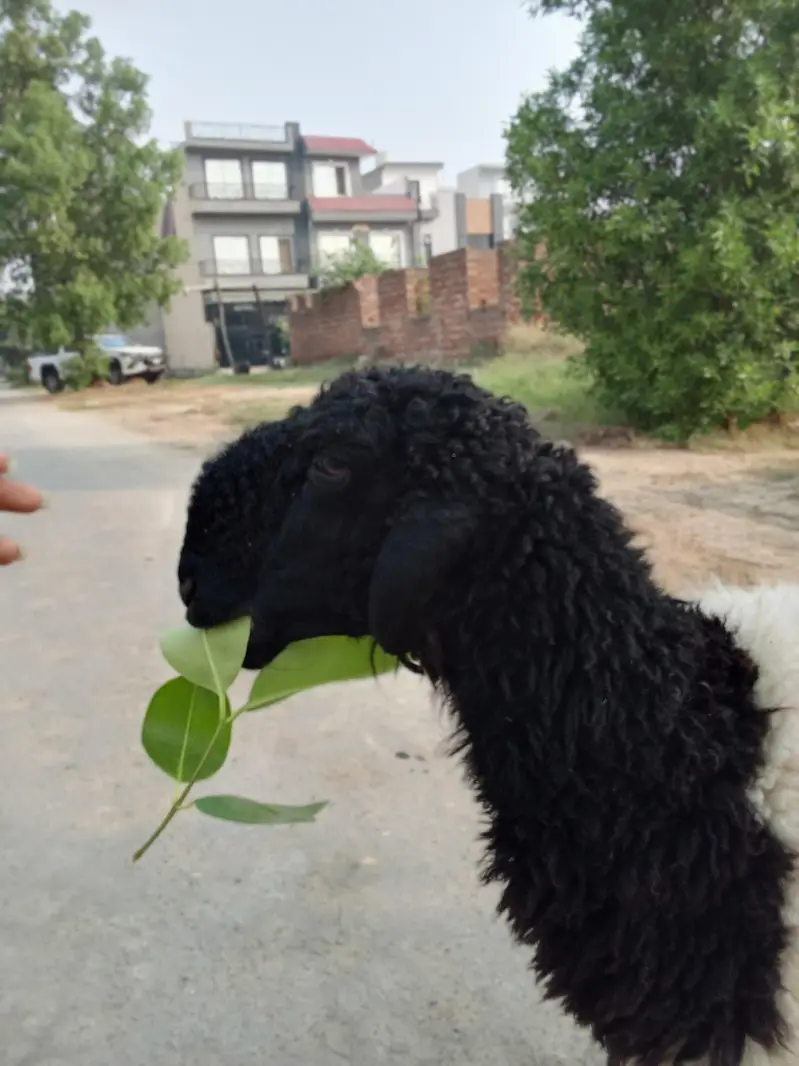 8 Months Mundara Nasal Male Chatary Jori for Sale — photo 8