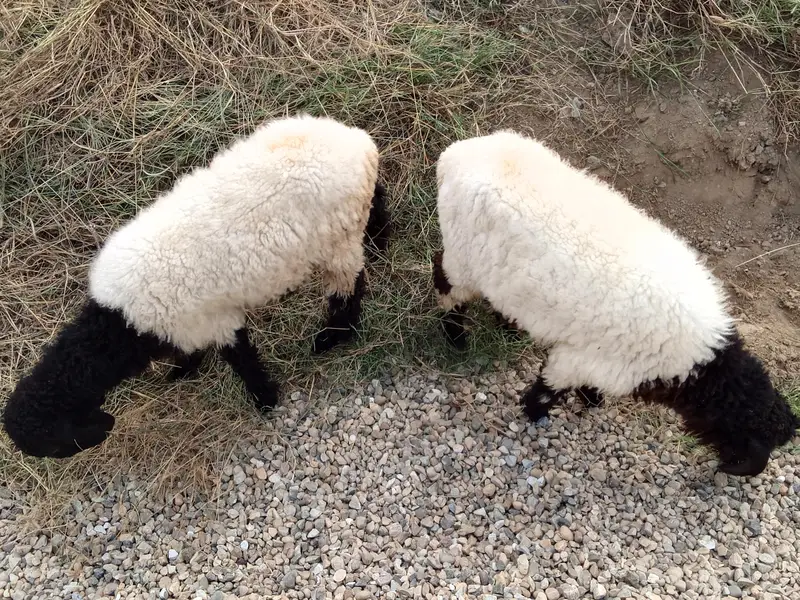 8 Months Mundara Nasal Male Chatary Jori for Sale — photo 9