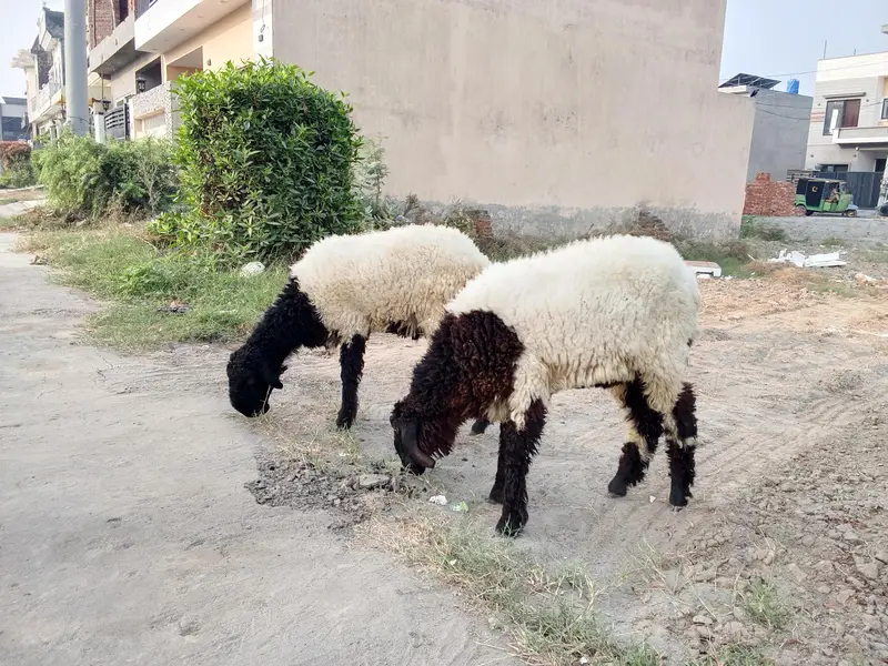 8 Months Mundara Nasal Male Chatary Jori for Sale — photo 10