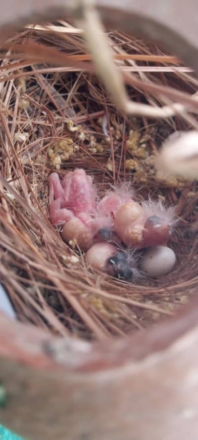 finches