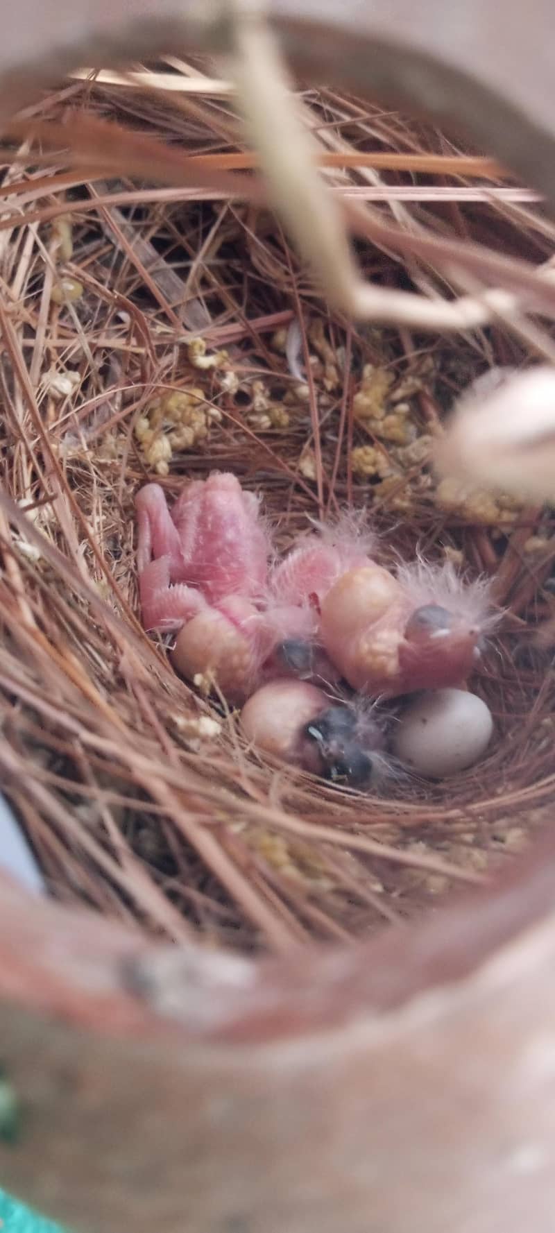 finches 0