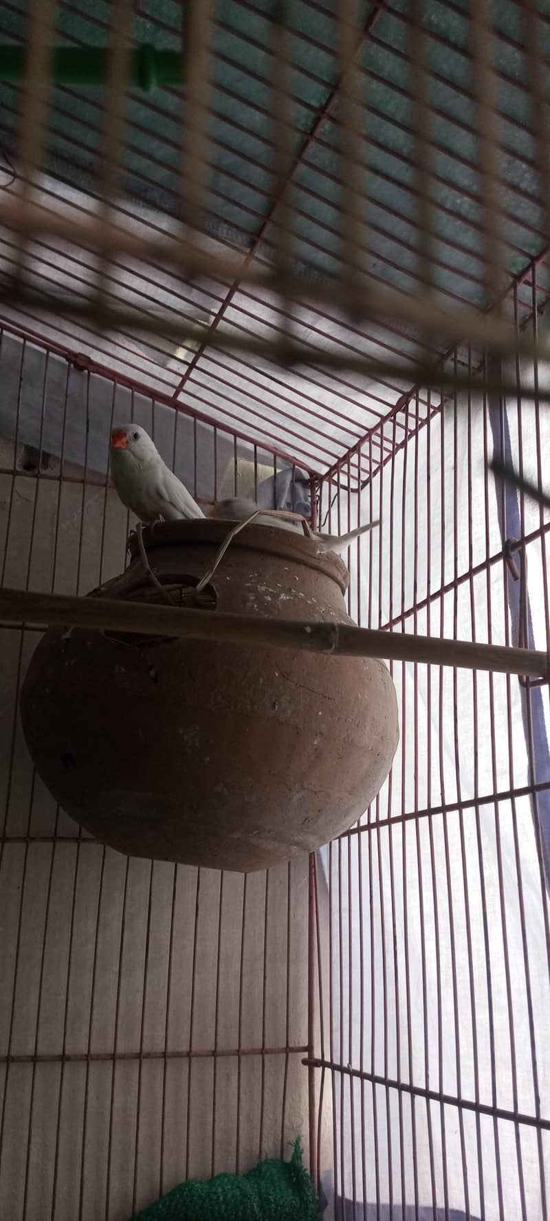 finches 1