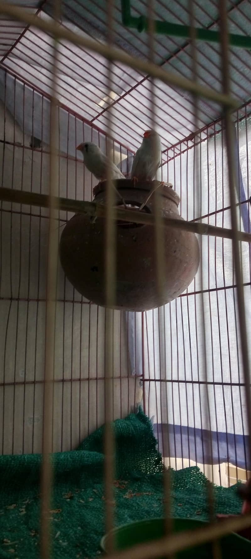 finches 2