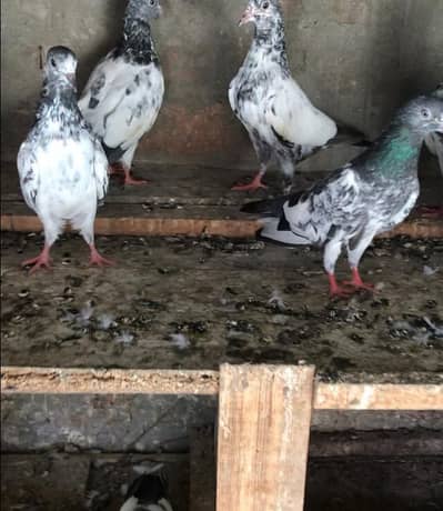 Aseel Home breed kabotar