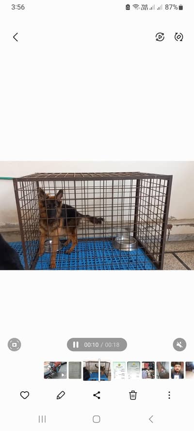 Gsd Female dog
