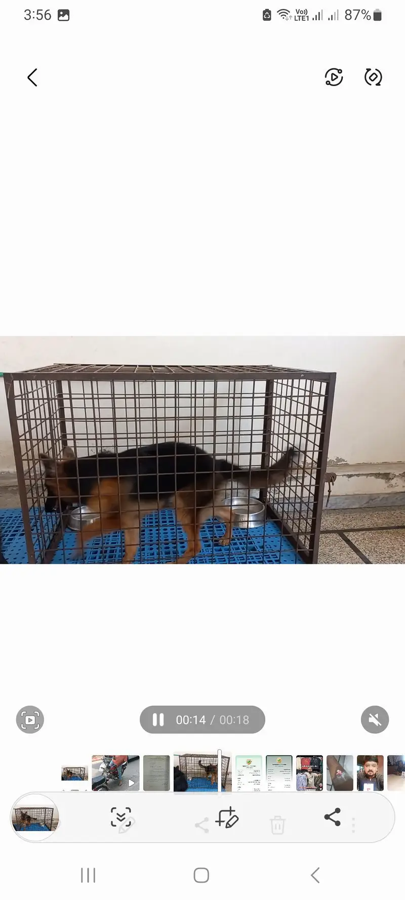 Gsd Female dog — photo 2