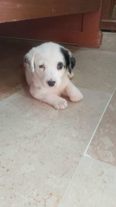 Afghan Kuchi Puppy 1.5 months