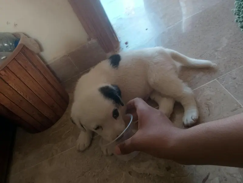 Afghan Kuchi Puppy 1.5 months — photo 2