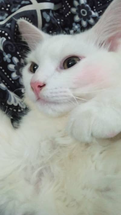 cat selling
