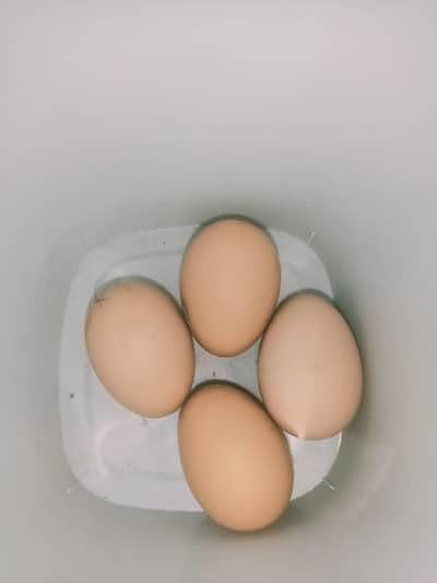 original aseel shamo's fertile eggs available