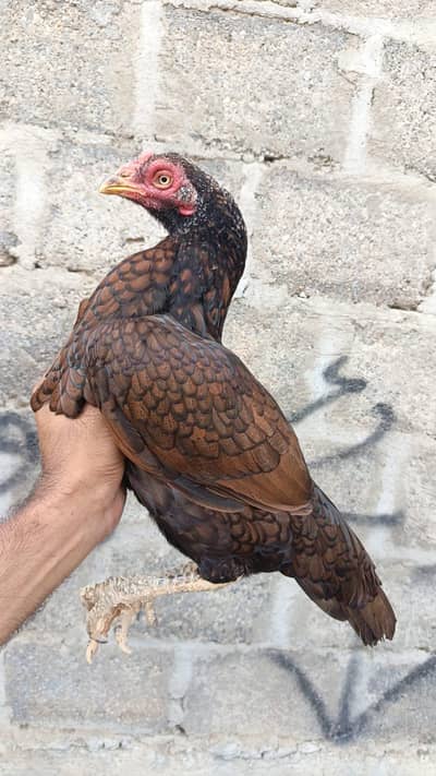 Aseel mianwali murghi for sale
