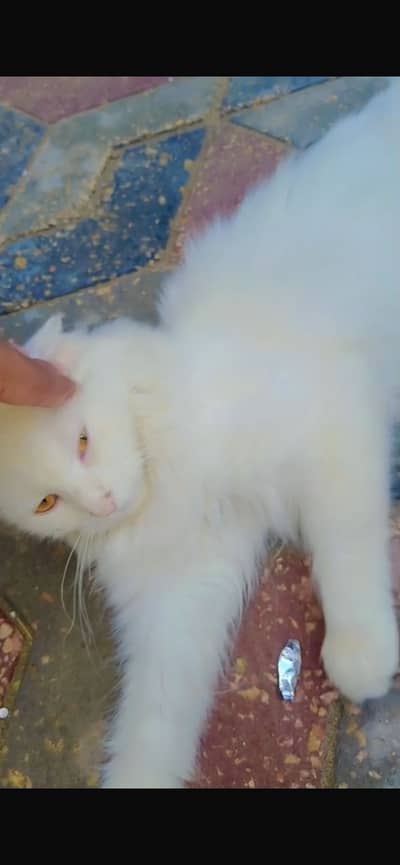 Female cat