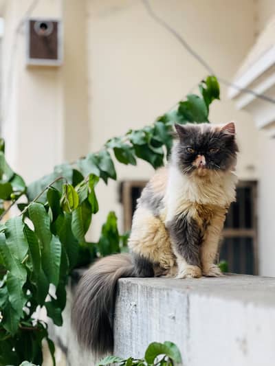 Beautiful Female Persian Peke-Face Cat for Sale in Jhelum