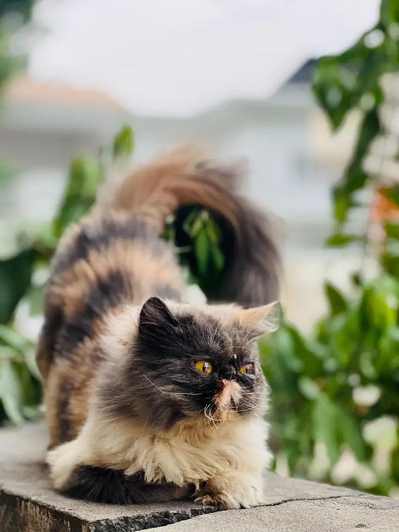 Beautiful Female Persian Peke-Face Cat for Sale in Jhelum — photo 2