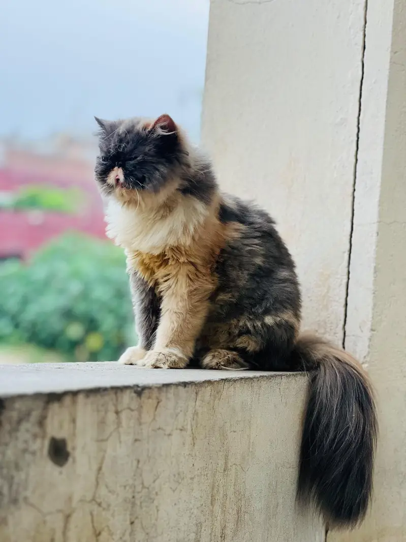 Beautiful Female Persian Peke-Face Cat for Sale in Jhelum — photo 3