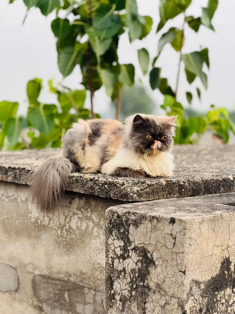 Beautiful Female Persian Peke-Face Cat for Sale in Jhelum — photo 4