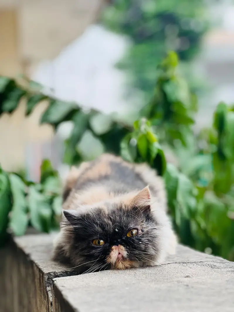 Beautiful Female Persian Peke-Face Cat for Sale in Jhelum — photo 5