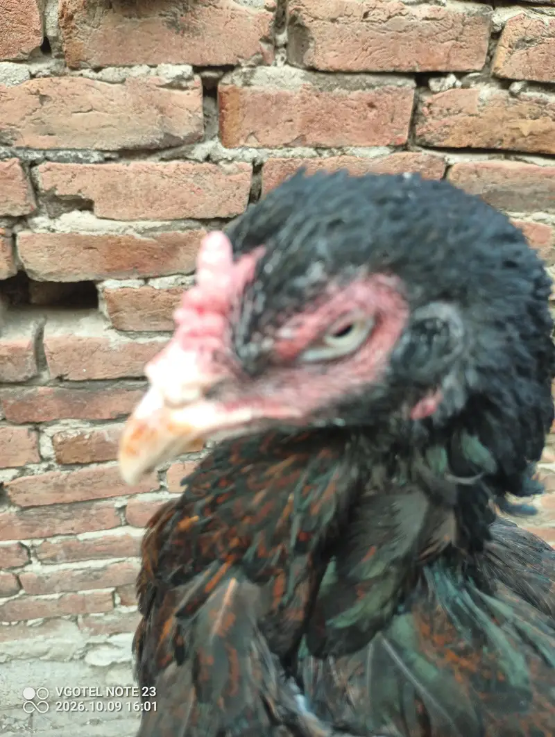 good aseel laying eggs kurak — photo 8