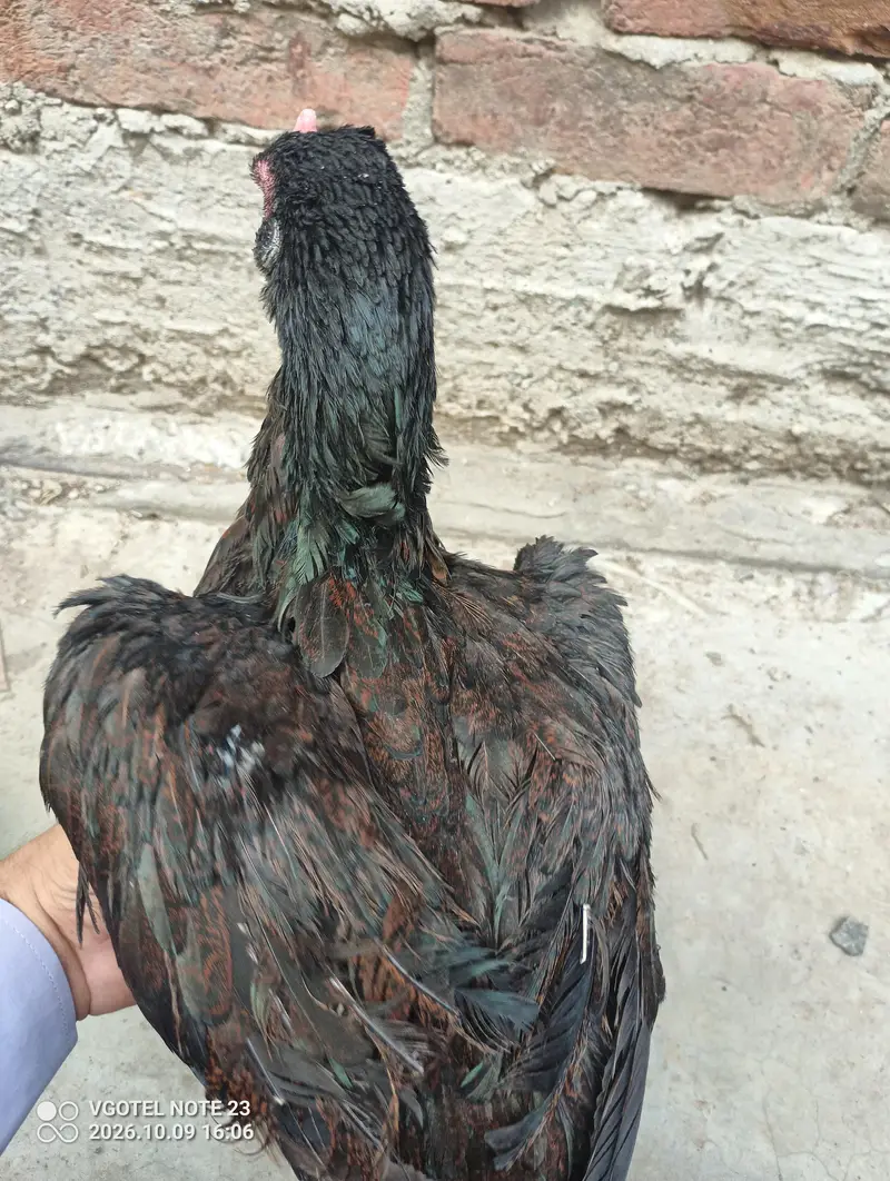 good aseel laying eggs kurak — photo 9