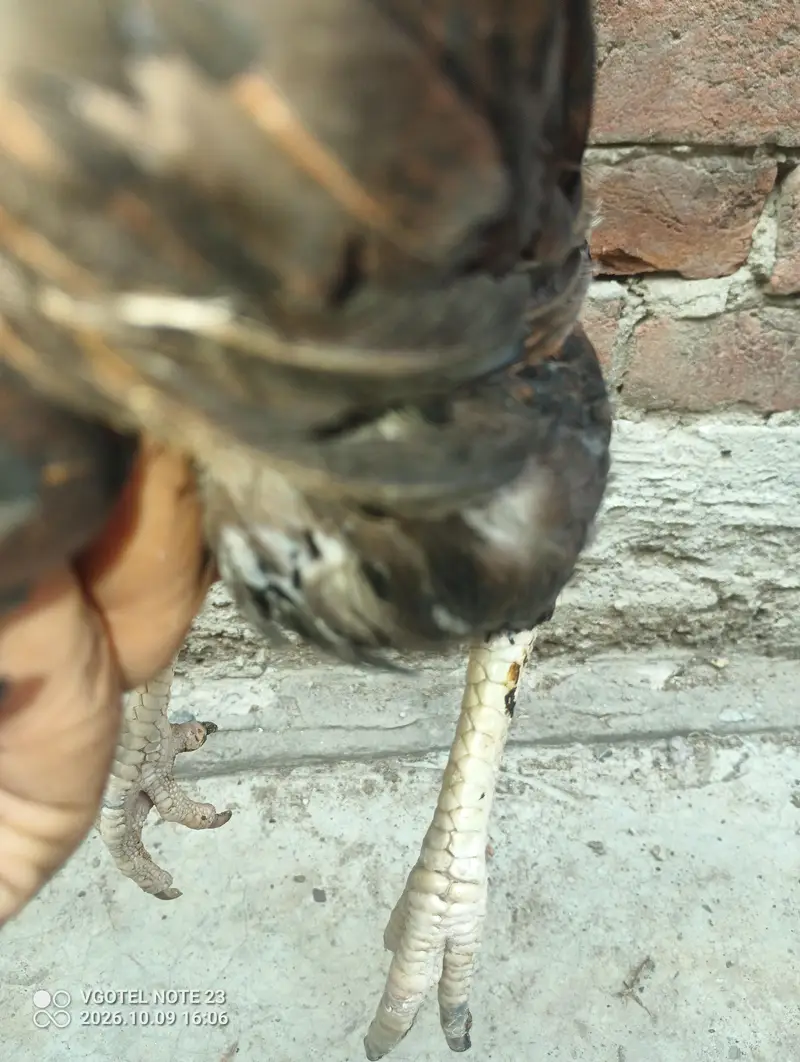 good aseel laying eggs kurak — photo 10