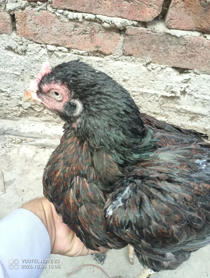 good aseel laying eggs kurak — photo 11
