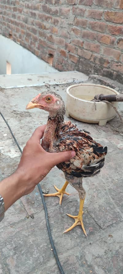 Aseel parhi for sale