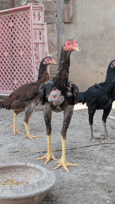 panus/ pokey /male female bachy age 2 month se 6 month