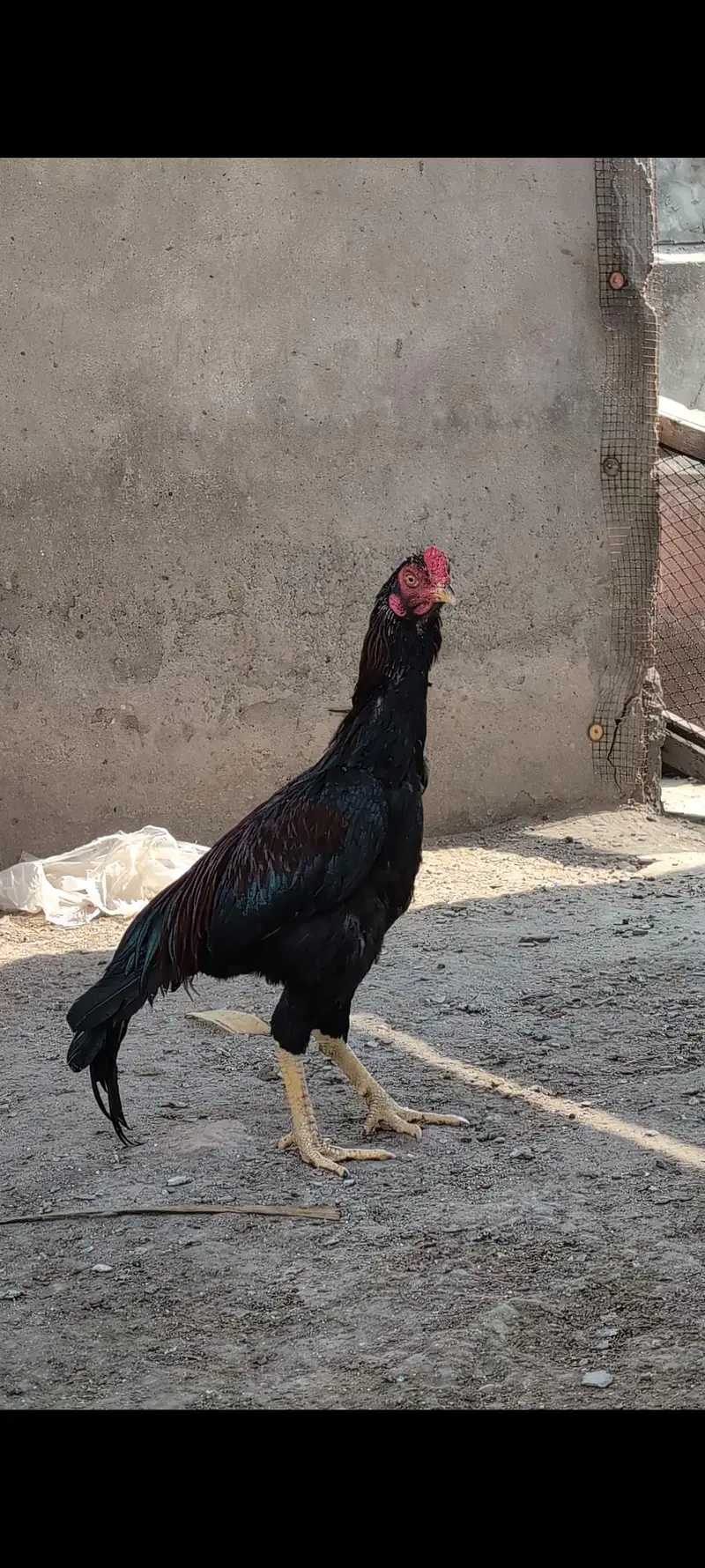 panus/ pokey /male female bachy age 2 month se 6 month — photo 3