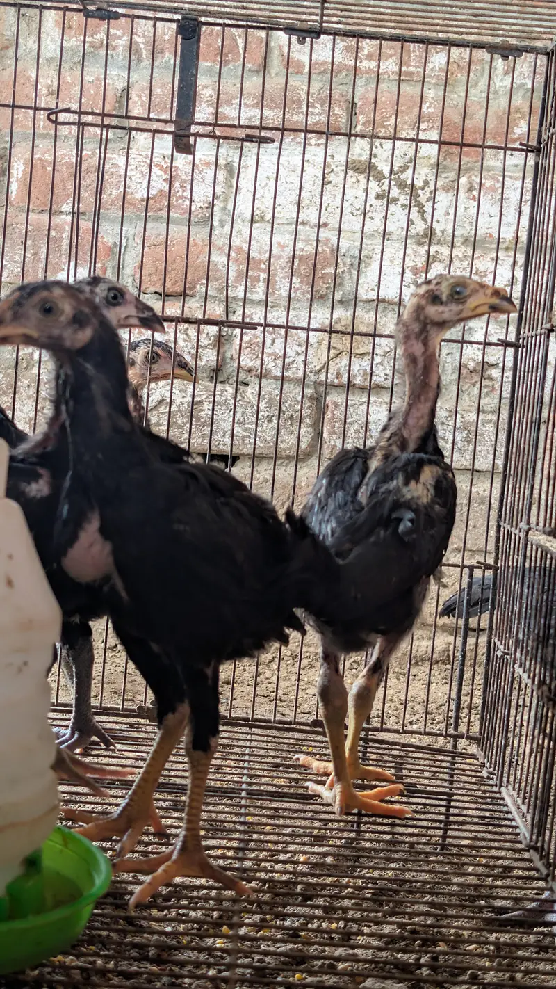 panus/ pokey /male female bachy age 2 month se 6 month — photo 4