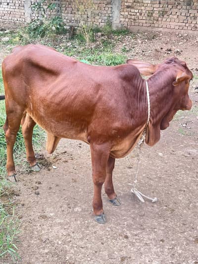 Pure Sahiwal Wachi For Sale 8 Months Age