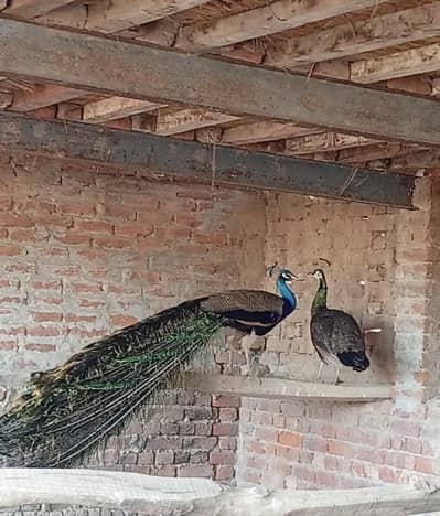 A+ quality Indian blue shoulder bareedr pair for sale